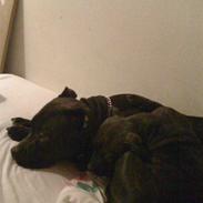 Staffordshire bull terrier Tessie