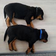 Rottweiler Ai-Jen Anakin R.I.P 2010