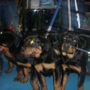 Rottweiler Ai-Jen Anakin R.I.P 2010