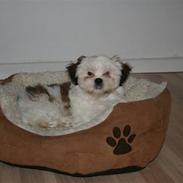 Shih tzu BUSTER