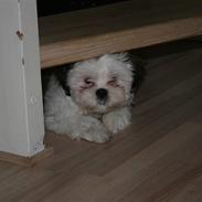 Shih tzu BUSTER