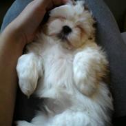 Shih tzu BUSTER