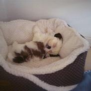 Shih tzu BUSTER