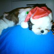 Shih tzu BUSTER