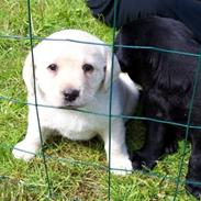 Labrador retriever Maggie