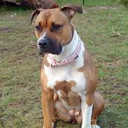Amerikansk staffordshire terrier Luna