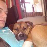 Amerikansk staffordshire terrier Luna