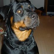 Rottweiler Uffe