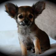Chihuahua Chica