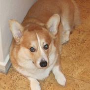 Welsh corgi pembroke Basse