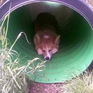 Welsh corgi pembroke Basse