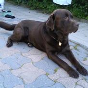 Labrador retriever Arthur |Givet væk|