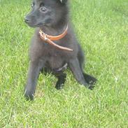 Blanding af racer Bella