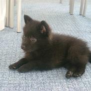 Blanding af racer Bella