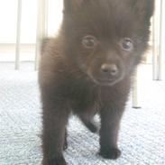 Blanding af racer Bella