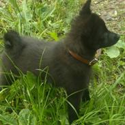 Blanding af racer Bella