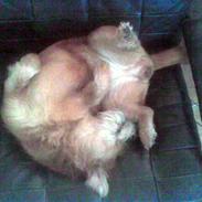 Blanding af racer Lunte