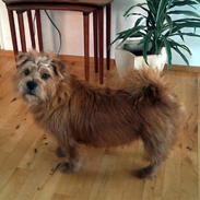 Blanding af racer Lunte