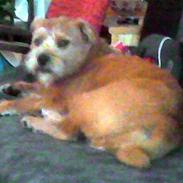 Blanding af racer Lunte