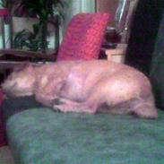 Blanding af racer Lunte