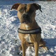 Amerikansk staffordshire terrier Chiva