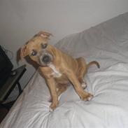 Amerikansk staffordshire terrier Chiva