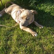 Amerikansk staffordshire terrier Chiva