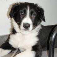 Border collie Wicka
