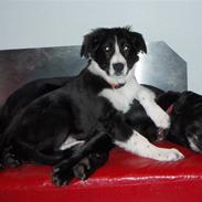 Border collie Wicka