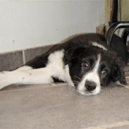 Border collie Wicka