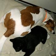 Dansk svensk gaardhund Petit