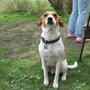 Dansk svensk gaardhund Petit