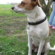 Dansk svensk gaardhund Petit