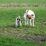 Dansk svensk gaardhund Petit