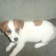 Jack russell terrier Freja