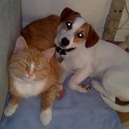 Jack russell terrier Freja