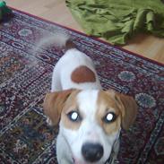 Jack russell terrier Freja