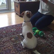 Jack russell terrier Freja