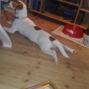 Jack russell terrier Freja