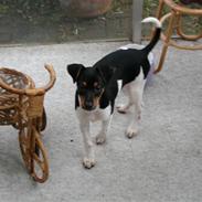 Dansk svensk gaardhund Vaks