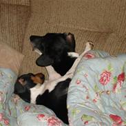 Dansk svensk gaardhund Vaks