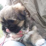 Lhasa apso Carmen von Moisen (Bella)