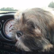 Lhasa apso Carmen von Moisen (Bella)