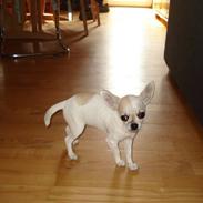 Chihuahua Scarlett