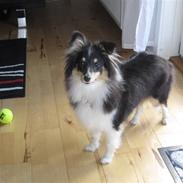 Shetland sheepdog Smilla