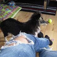 Shetland sheepdog Smilla