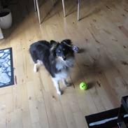 Shetland sheepdog Smilla