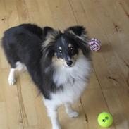 Shetland sheepdog Smilla