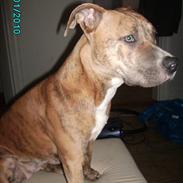 Amerikansk staffordshire terrier Frøken