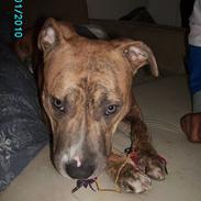 Amerikansk staffordshire terrier Frøken